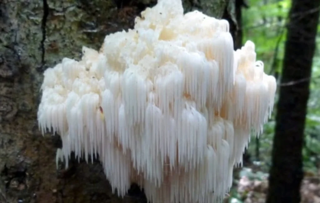 Lion's Mane Hericium Erinaceus